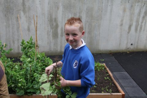 Gardening