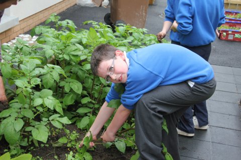 Gardening